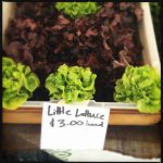 first lettuce 2014